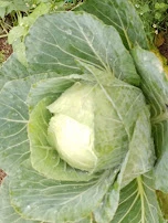 Cabbage